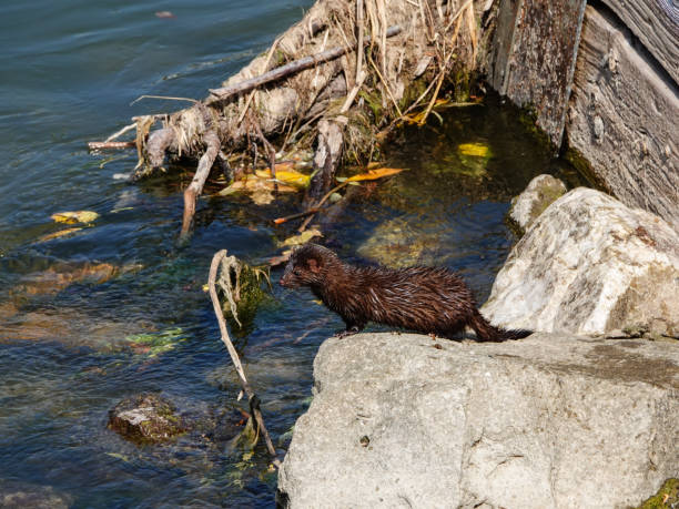 istock Wild mink at the side of a river. 1417181035