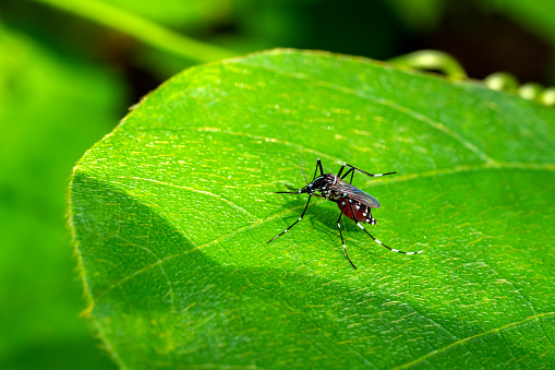 Aedes mosquitoes on green leaves.Aedes mosquitoes carry dengue germs.