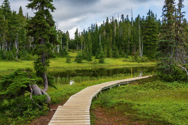 istock Paradise Meadows Strathcona Park Vancouver Island 1417183780