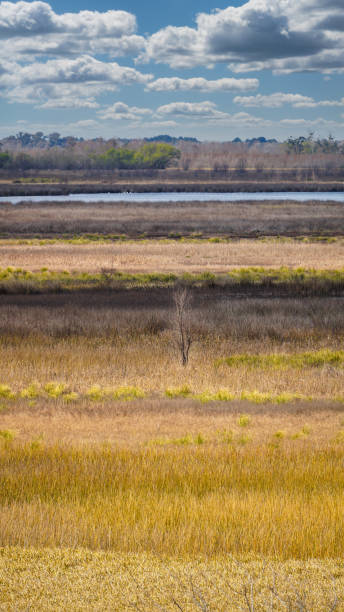 istock Golden colors meadow 1417183856