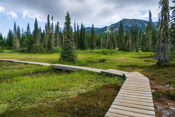istock Paradise Meadows Strathcona Park Vancouver Island 1417184835