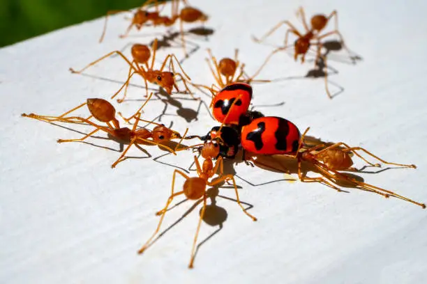 Red hunter ants teamwork,Red ants teamwork
