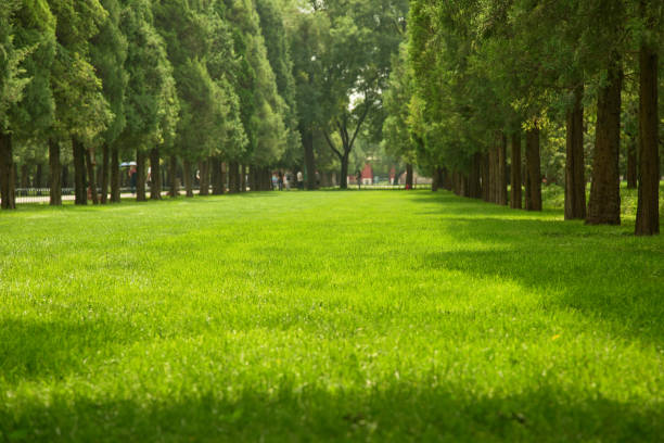 istock Low angle view of parkland, selective e focus on grass blades 1417186191