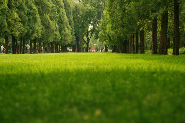 istock Low angle view of parkland, selective e focus on grass blades 1417186210