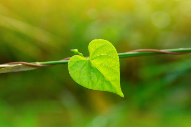istock Texture of heart shape leaf in natural light isolate on blur background.Fresh nature concept. 1417186217