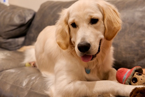 Young Golden Retriever dog plays with toy on couch