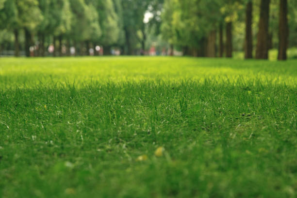 istock Low angle view of parkland, selective e focus on grass blades 1417186258