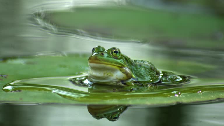 A green frog on a water lily leaf