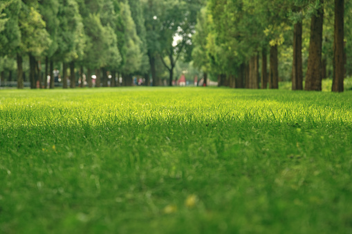 Public park in the morning sun.