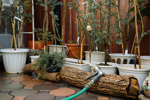 Water hoses is placed on timber after watering and care of potted plants around the succulent greenhouse.
