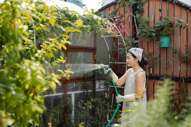 istock Planter watering her plants in the backyard. 1417187370