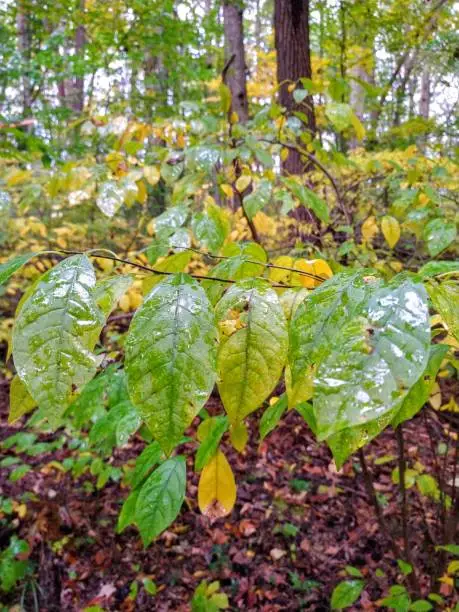 A close-up shot of wet, after-rain green leaves in Highbanks Metro Park.