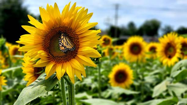 istock Butterfly on a Sunflower 1417188546