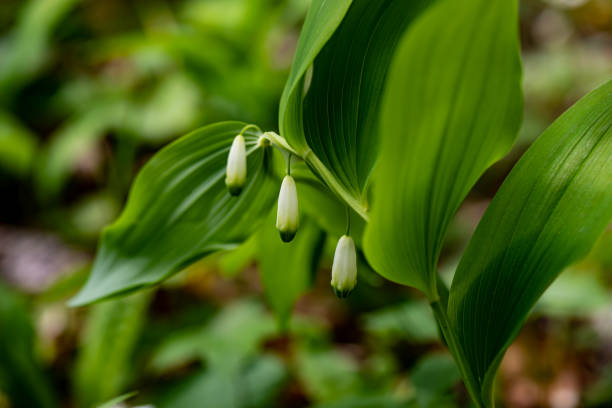istock Polygonatum multiflorum flower growing in meadow, close up shoot 1417189081
