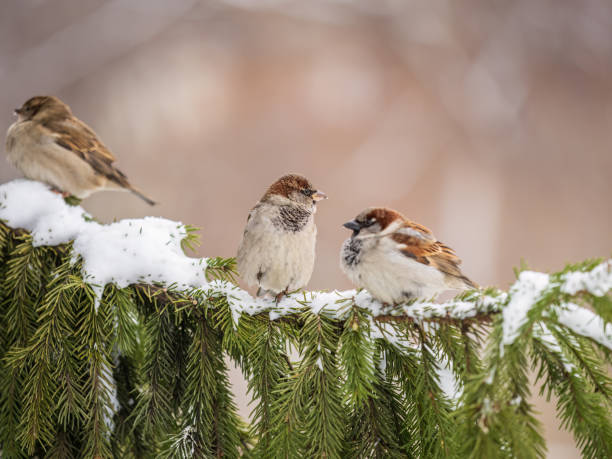 istock Three Sparrows sits on a fir branch with snow or winter 1417190153