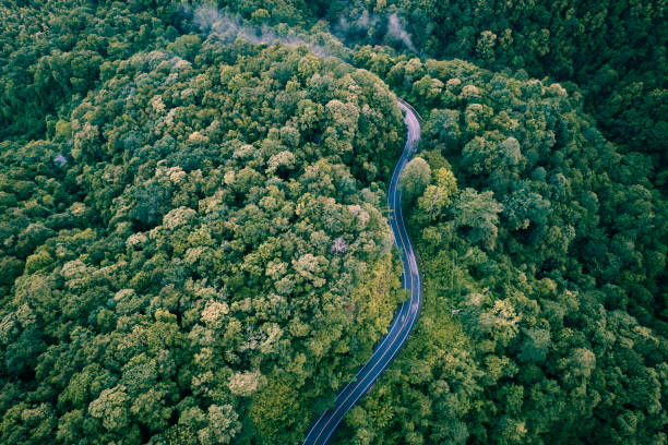 Aerial top view forest tree, Rainforest ecosystem and healthy environment concept and background, Texture of green tree forest view from above. Aerial top view forest tree, Rainforest ecosystem and healthy environment concept and background, Texture of green tree forest view from above. tropical rainforest canopy stock pictures, royalty-free photos & images