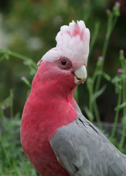 Galah parrot bird sitting in a garden in Australia
