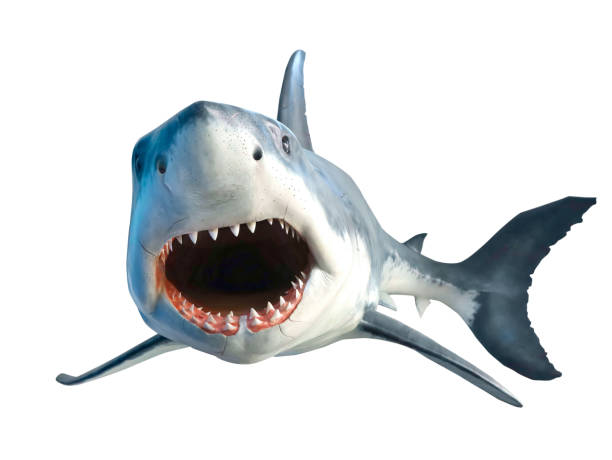 istock Shark with open jaws closeup. Isolated on white. 1417190374
