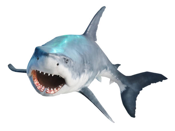 istock Shark with open jaws closeup. Isolated on white. 1417190400