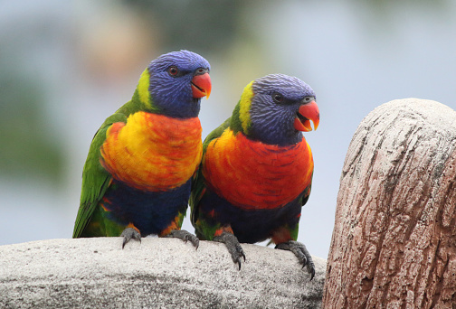 Rainbow lorikeet parrot birds sitting on a birdbath in a garden