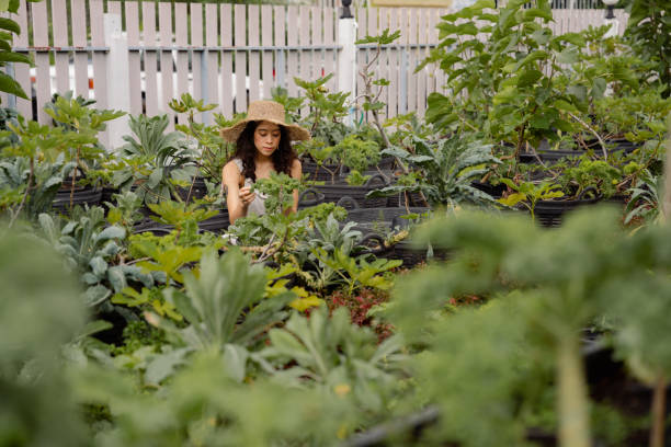 istock Attractive farmer enjoying while taking care of vegetable plot in garden. 1417191909