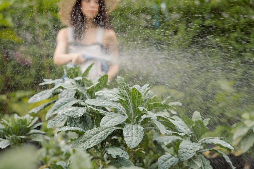 Young Asian woman tending and using a hose to watering the organic vegetable plot while working in home garden.