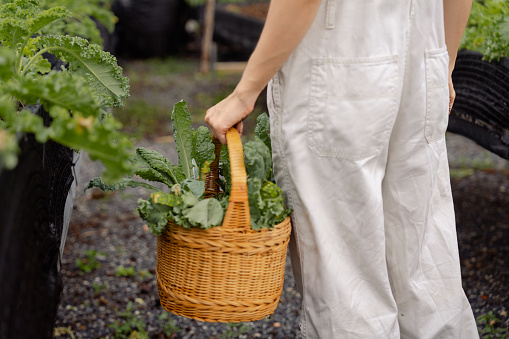 Attractive Asian woman holding basket during using scissors cutting kale in vegetable garden preparing for cook vegan food.