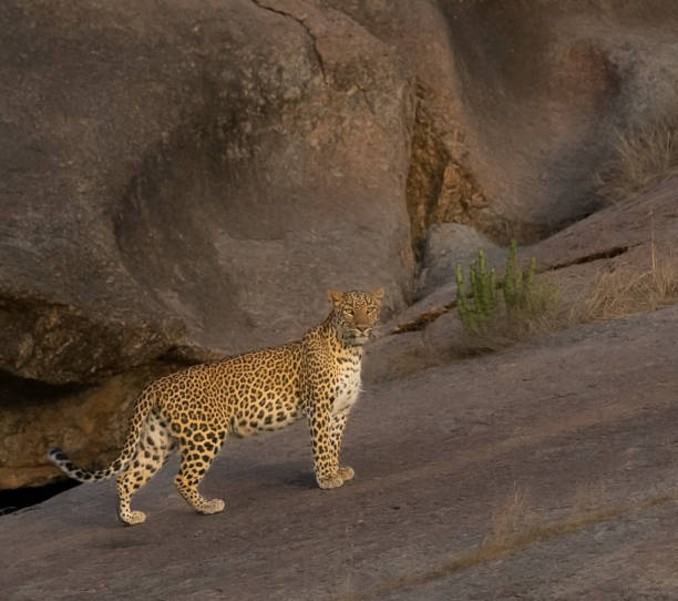 Indian leopard (Panthera pardus fusca) from Jawai leopard hills