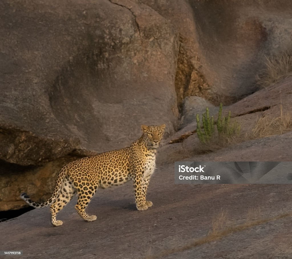 Indian leopard (Panthera pardus fusca) from Jawai leopard hills Leopard Stock Photo