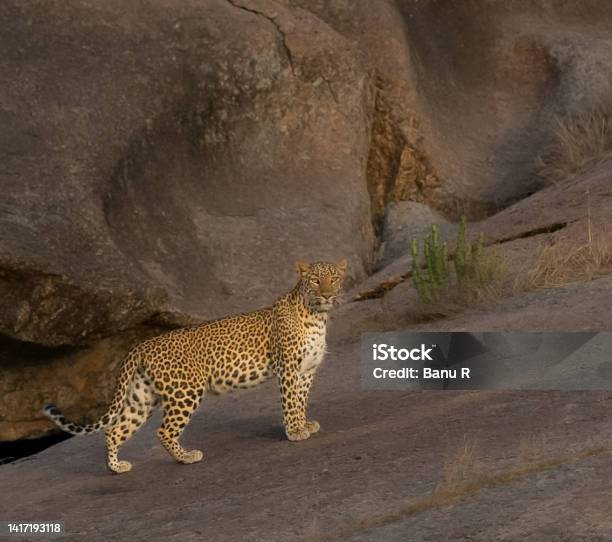 Indian Leopard From Jawai Leopard Hills Stock Photo - Download Image Now
