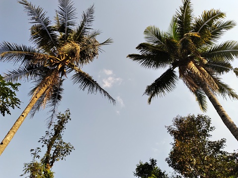 Two coconut trees under the blue sky