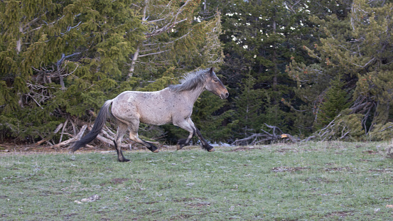 Bay Roan wild horse stallion running in the central Rocky Mountains of the western United States