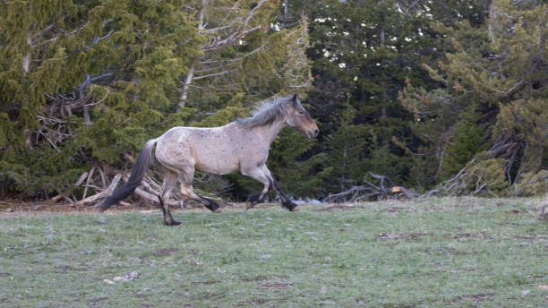 Bay Roan wild horse stallion running in the central Rocky Mountains of the western United States Bay Roan wild horse stallion running in the central Rocky Mountains of the western United States bay horse stock pictures, royalty-free photos & images