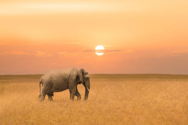istock lone African elephant walking in savanna grassland during sunset 1417195234