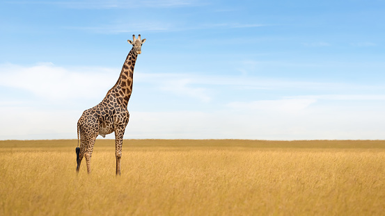 lone african giraffe standind alone in savanna grassland with blue sky background in Maasai Mara National Researve Kenya