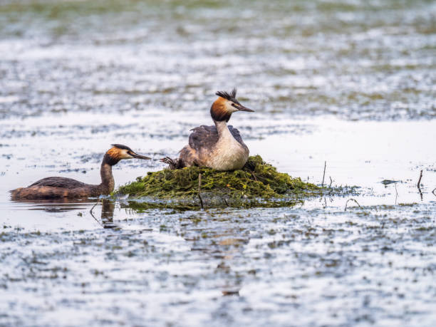istock A pair of water birds, Great Crested Grebe, feeding chick at nest. 1417196292