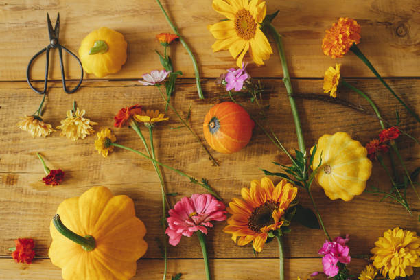 istock Autumn rustic composition. Colorful autumn flowers, pumpkins, pattypan squashes, scissors on wooden table flat lay. Harvest time in countryside, arranging flowers. Happy Thanksgiving! Hello Fall 1417198189