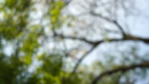 Defocused abstract background of nature from below stock photo
