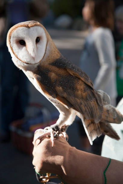 istock Barn owl on the glove 1417198492
