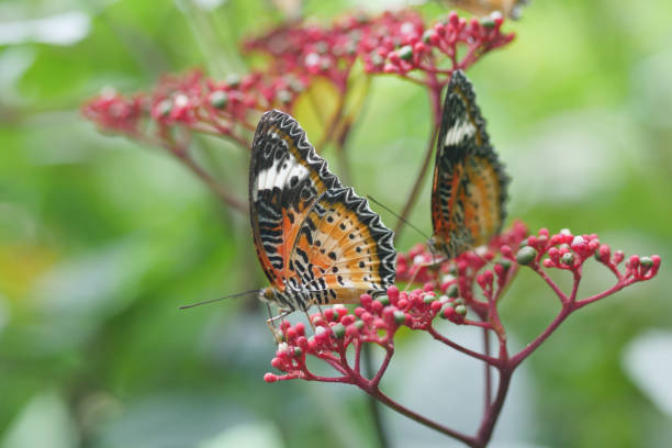 istock Colorful black and red butterfly in summer time. 1417201488