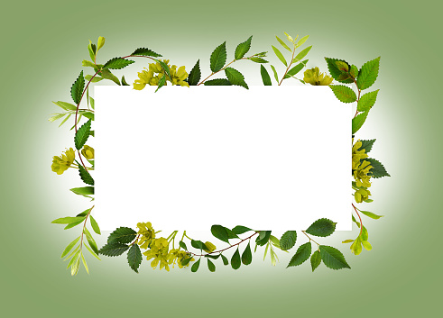 Jasmine flowers isolated on white background. clipping path. top view