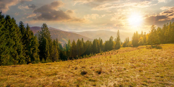 istock landscape with coniferous forest at sunset 1417209999