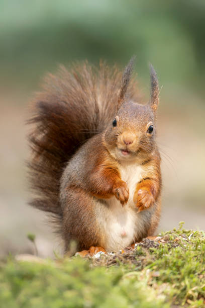 istock Beautiful Eurasian red squirrel (Sciurus vulgaris) in the forest 1417210518