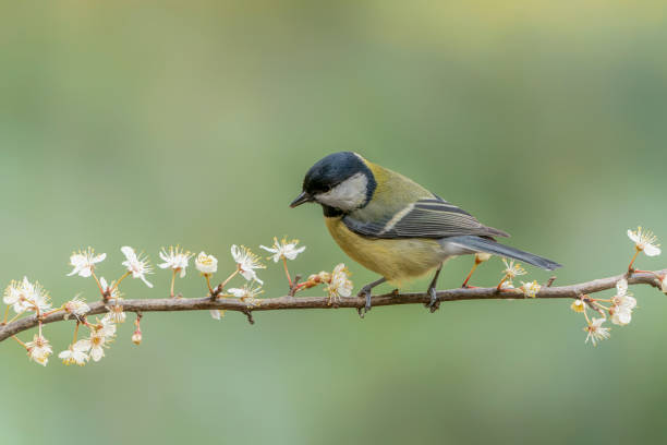 istock Great Tit (Parus major) on a branch with white flowers 1417210523
