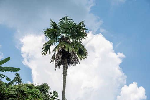A palm tree under the blue sky and white cloud