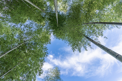 Looking up at the bamboo forest