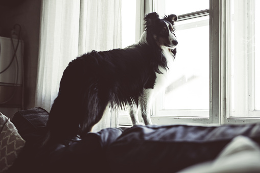 The Shetland Sheepdog is standing on the sofa in the living room. He looks out window. Tentment house. Interior. Krakow. Poland. No people