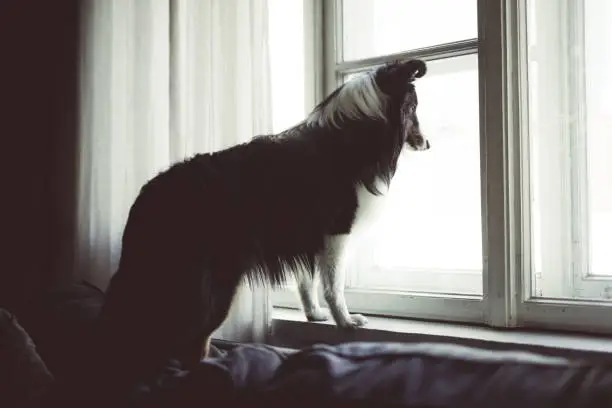 The Shetland Sheepdog is standing on the sofa in the living room. He looks out window. Tentment house. Interior. Krakow. Poland. No people