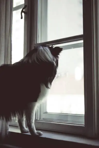 The Shetland Sheepdog is standing on the sofa in the living room. He looks out window. Tentment house. Interior. Krakow. Poland. No people