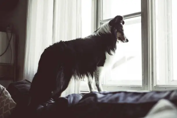 The Shetland Sheepdog is standing on the sofa in the living room. He looks out window. Tentment house. Interior. Krakow. Poland. No people